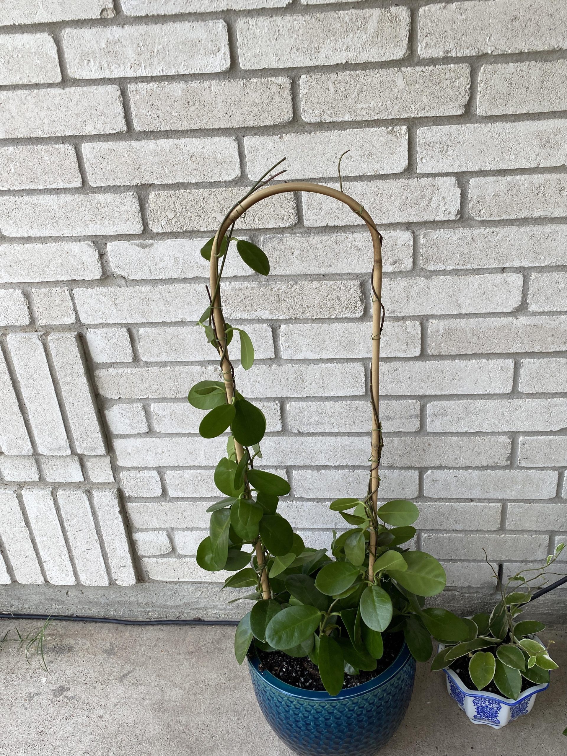 How to Trellis Hoya