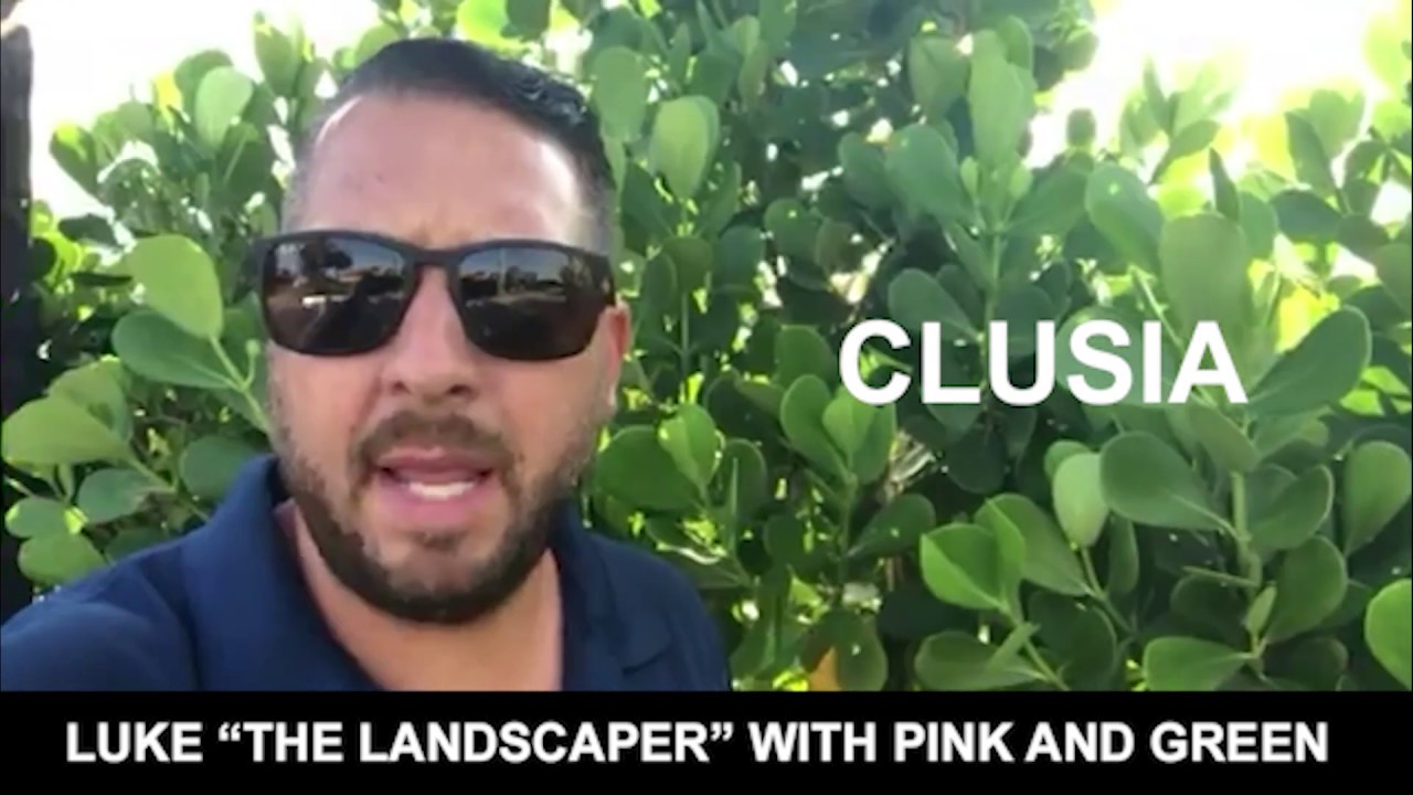 How to Trim Clusia Hedge