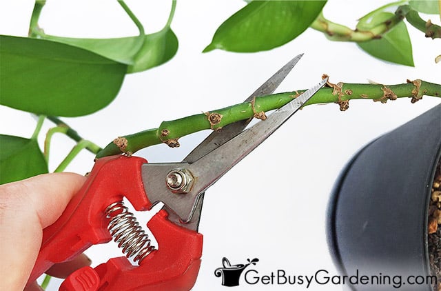 How to Trim Devils Ivy