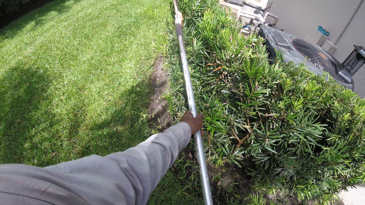 How to Trim Podocarpus