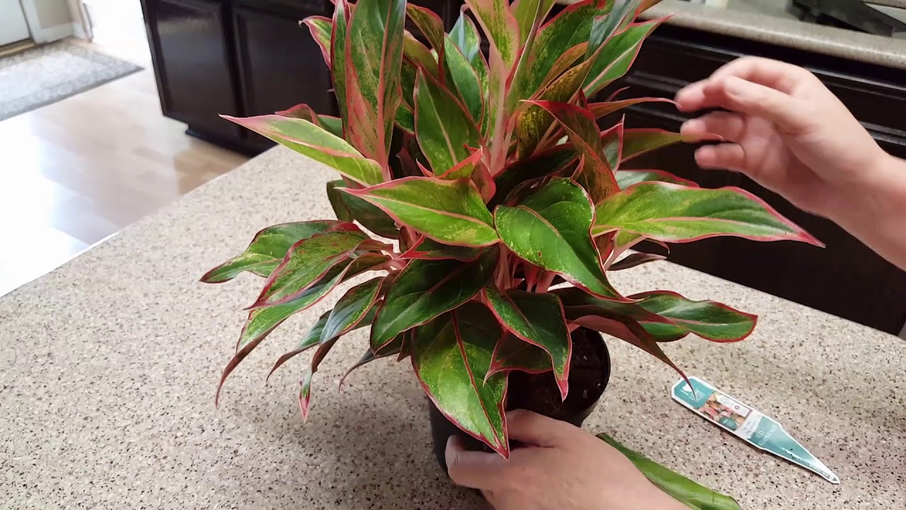 How to Trim Red Aglaonema