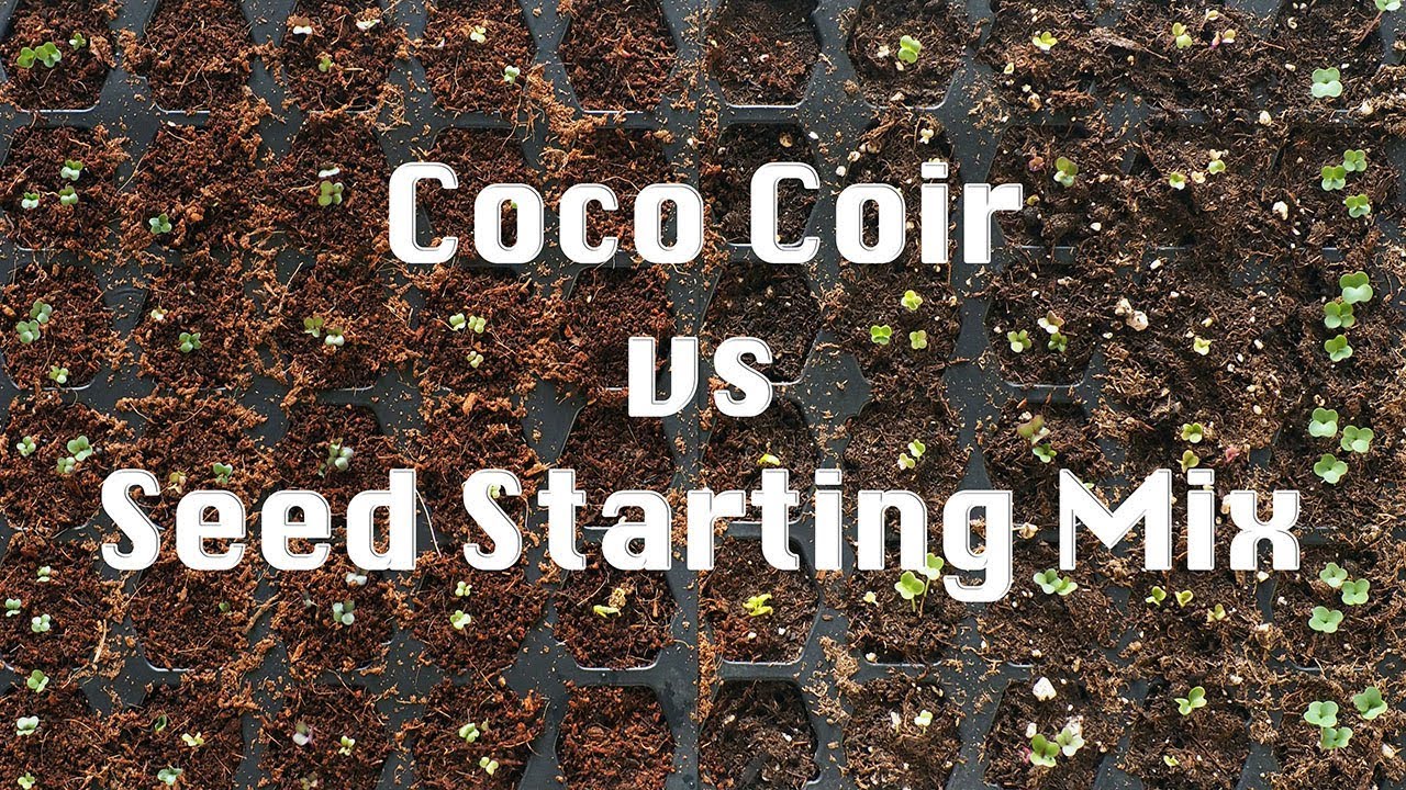 How to Use Coco Coir for Seedlings