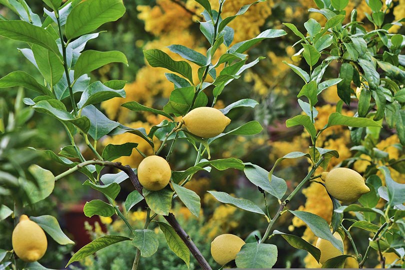 How to Use Coffee Grounds for Lemon Tree