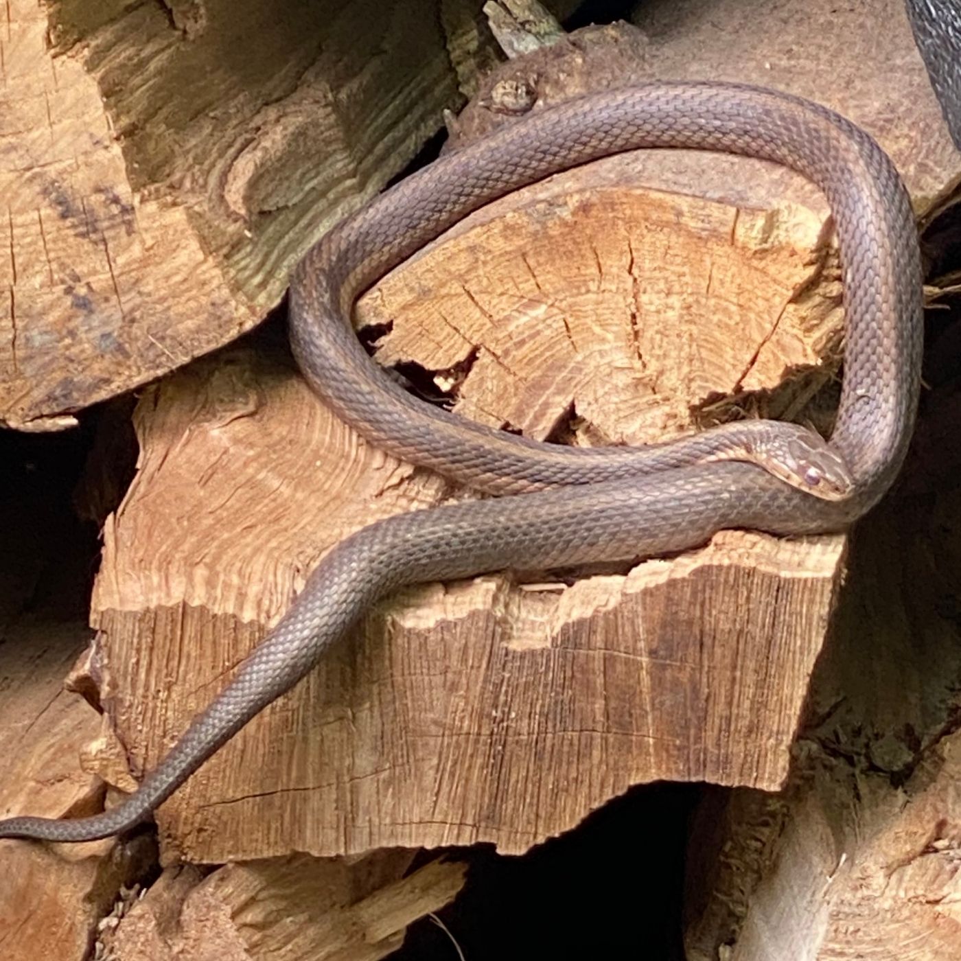 How to Use Garlic to Repel Snakes in Garden