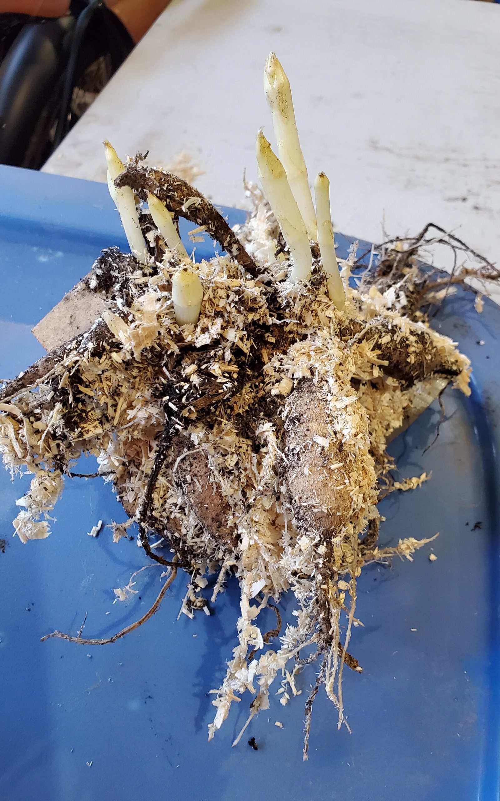 How to Wake Up Dahlia Tubers