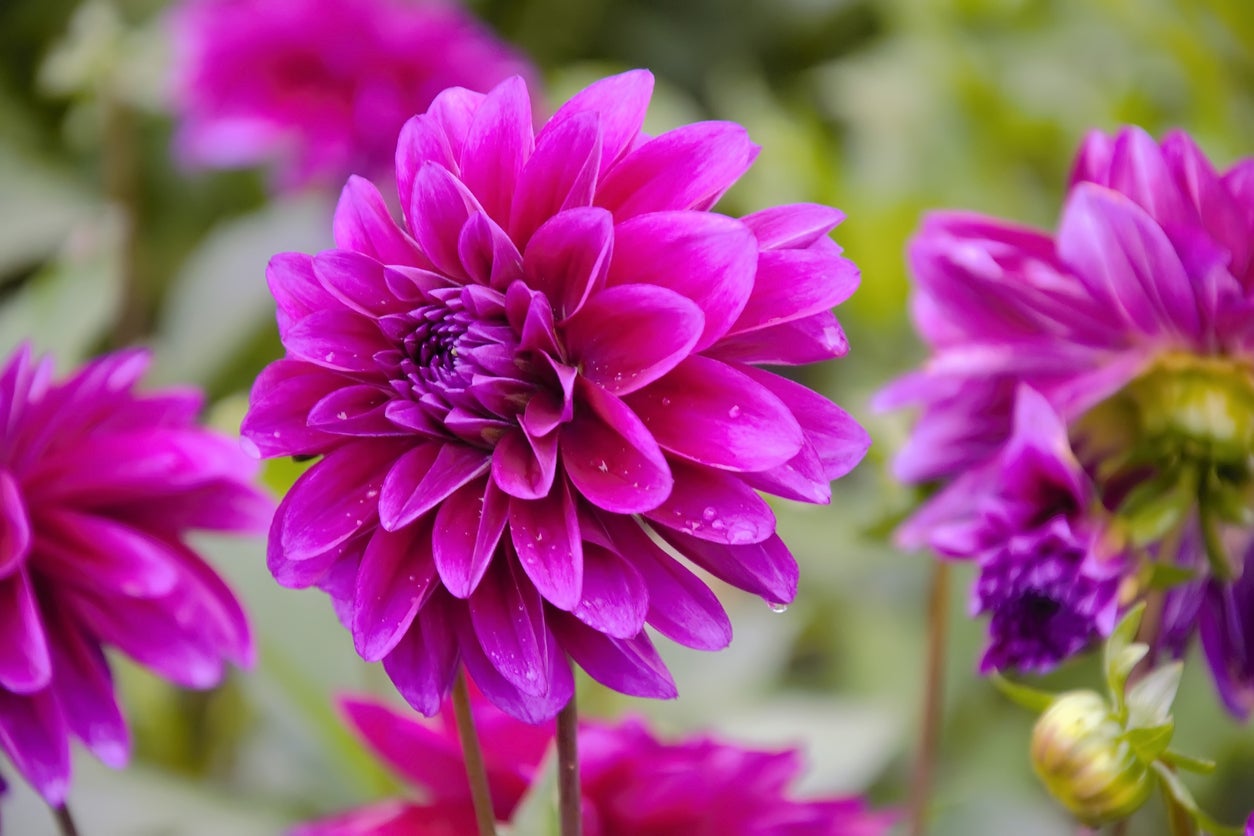 How to Water Dahlia