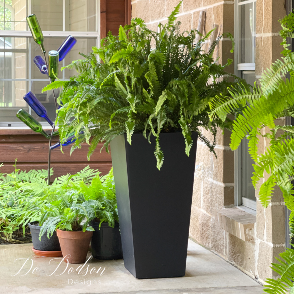 How to Water Ferns With Epsom Salt