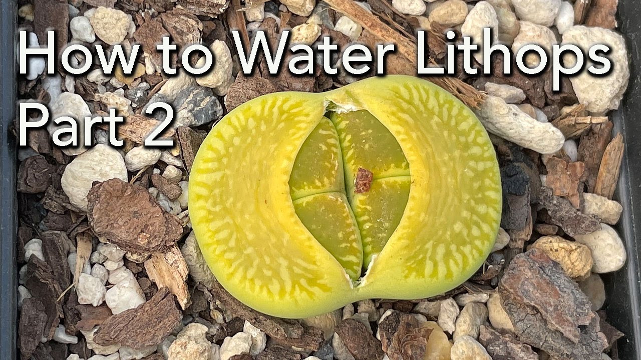 How to Water Lithops