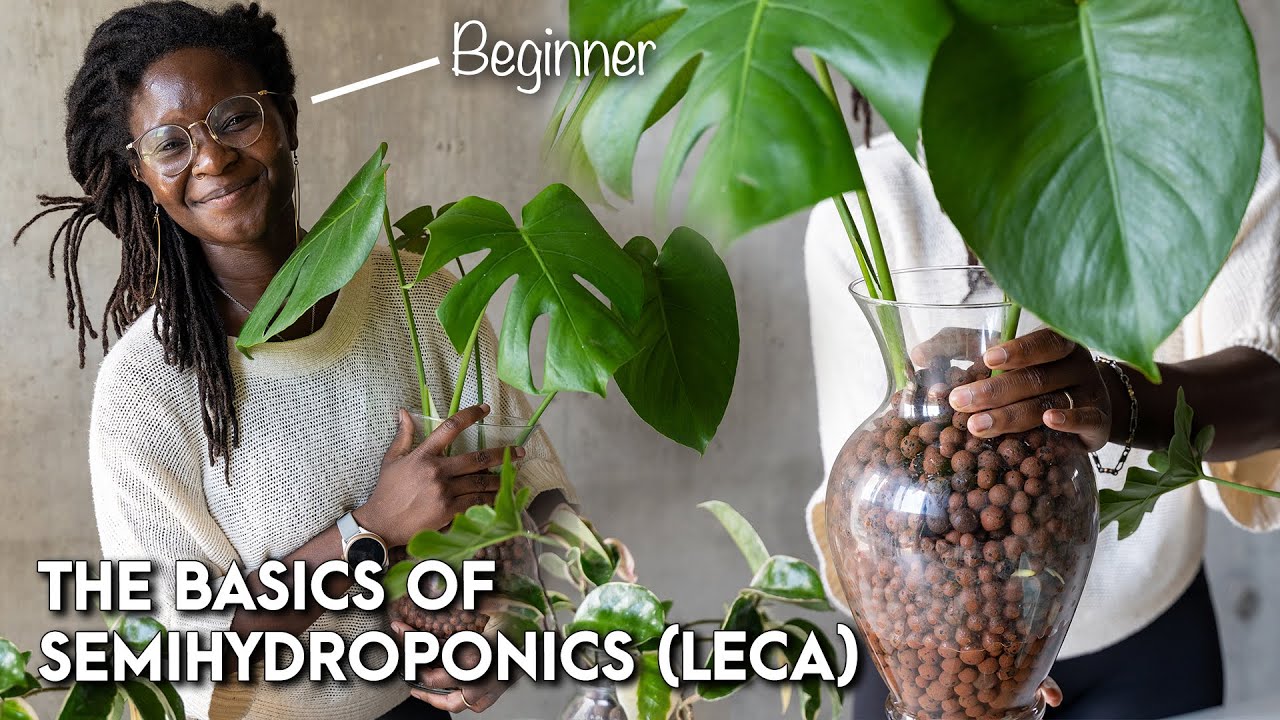 How to Water Plants in Leca