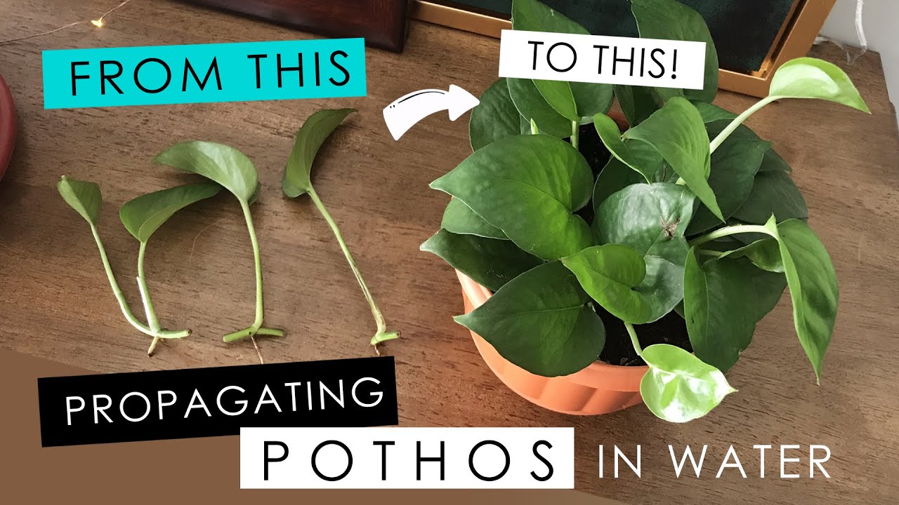 How to Water Pothos