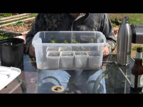 How to Water Seedlings from the Bottom