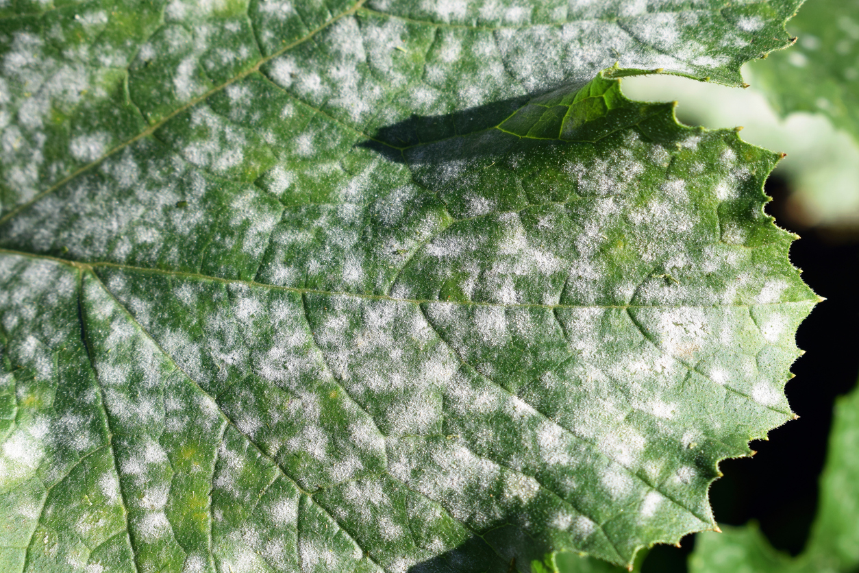 How to Water Squash Plants