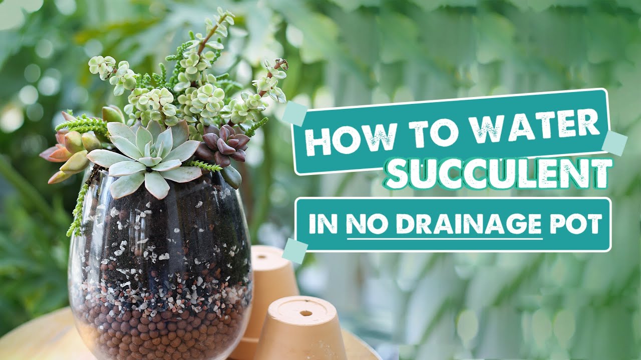 How to Water Succulents Without Drainage