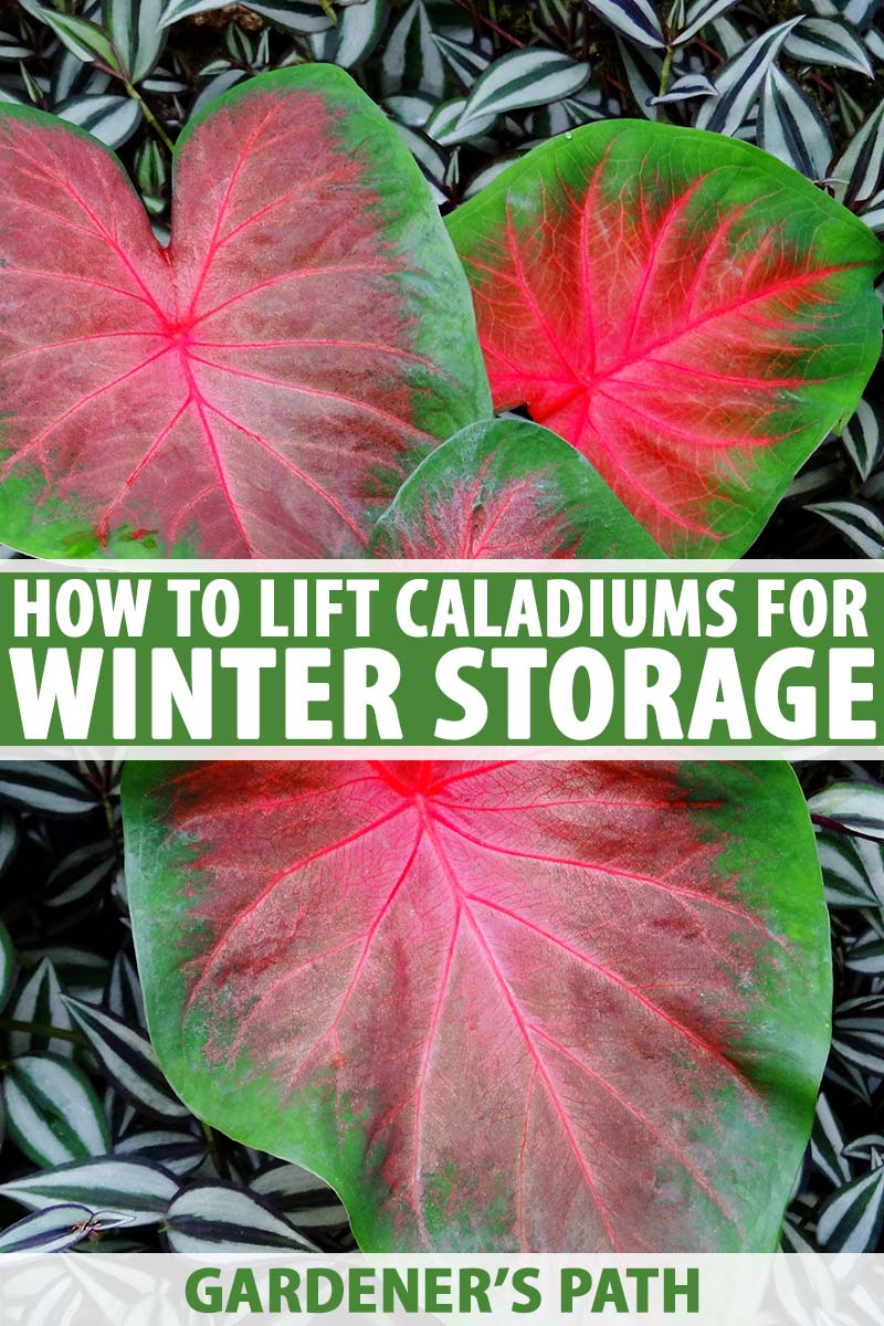 How to Winter Caladiums