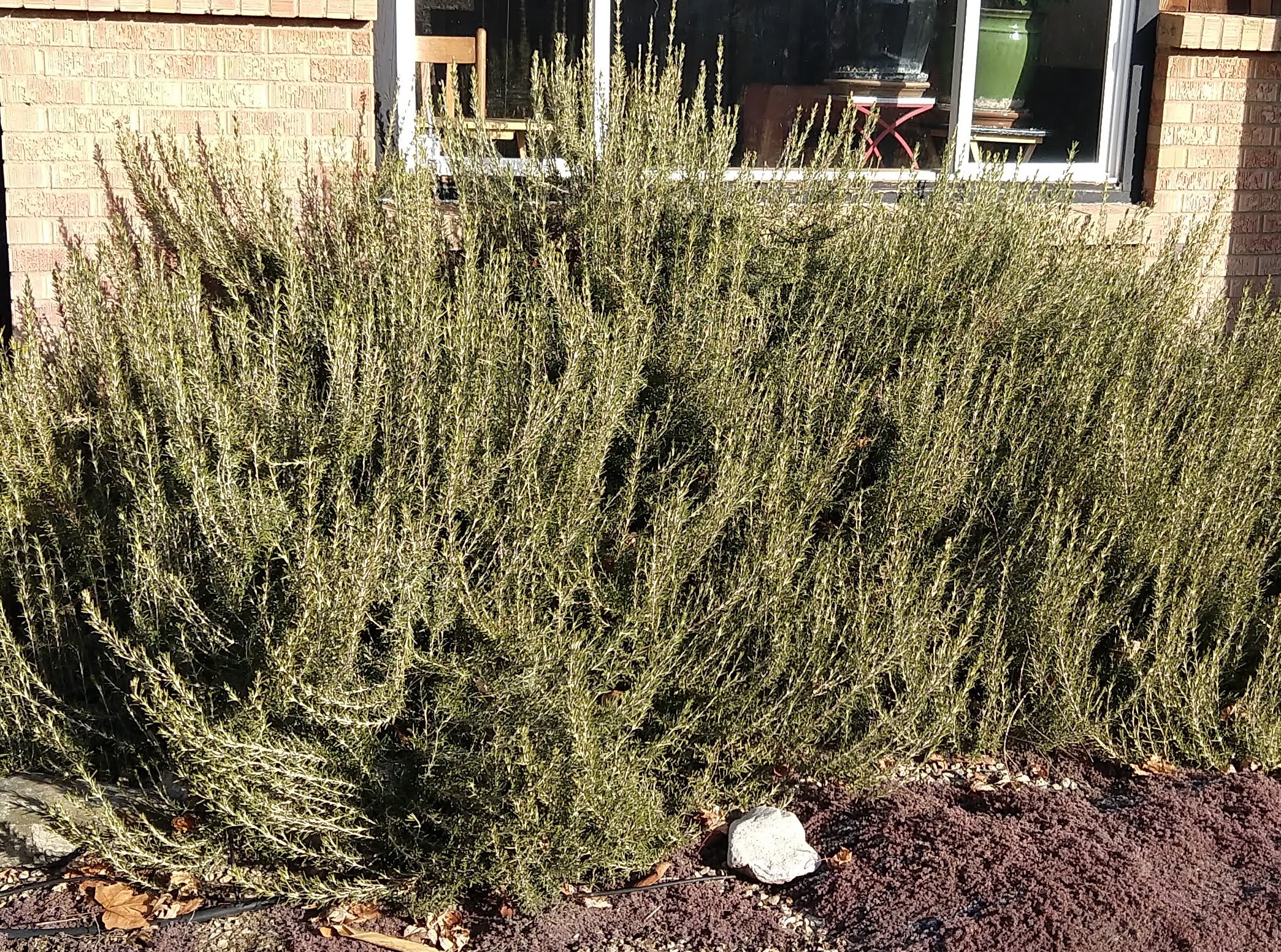 How to Winter Rosemary