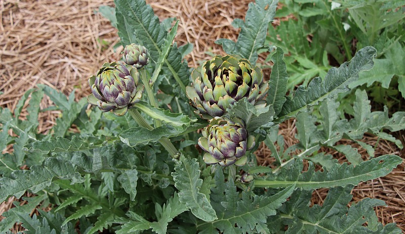 How to Winterize Artichoke Plants