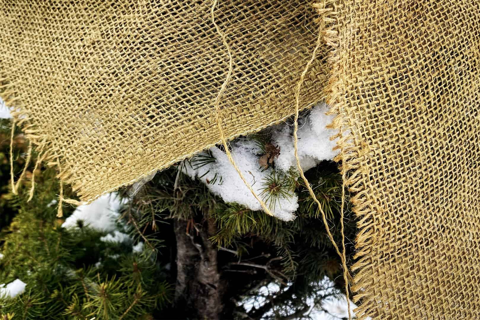 How to Wrap Evergreens in Burlap for Winter