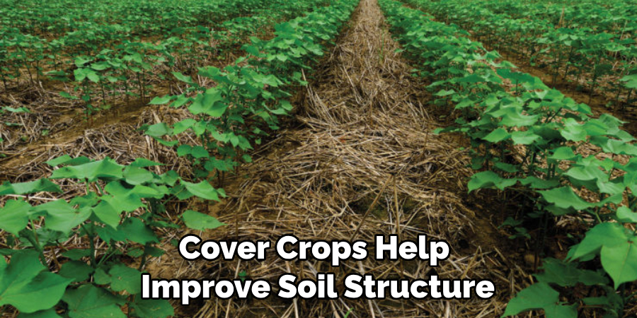 Cover Crops Help Improve Soil Structure