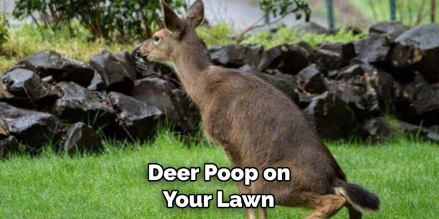  Deer Poop on Your Lawn