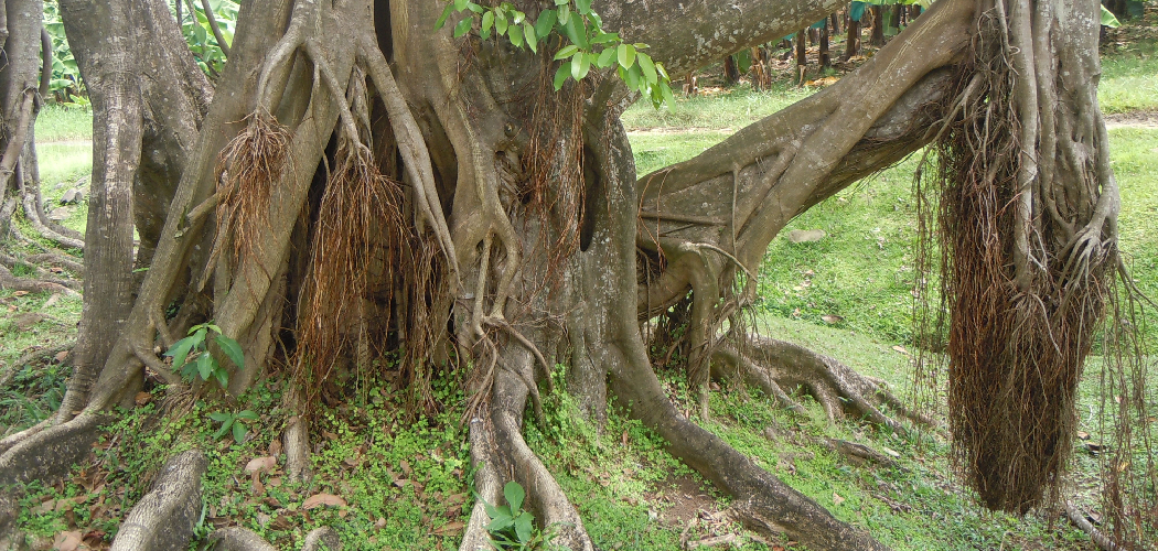 How to Control Ficus Tree Roots