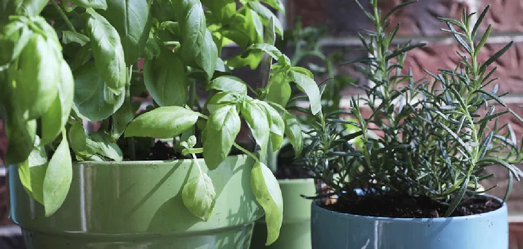 How to Debug Plants to Bring Indoors