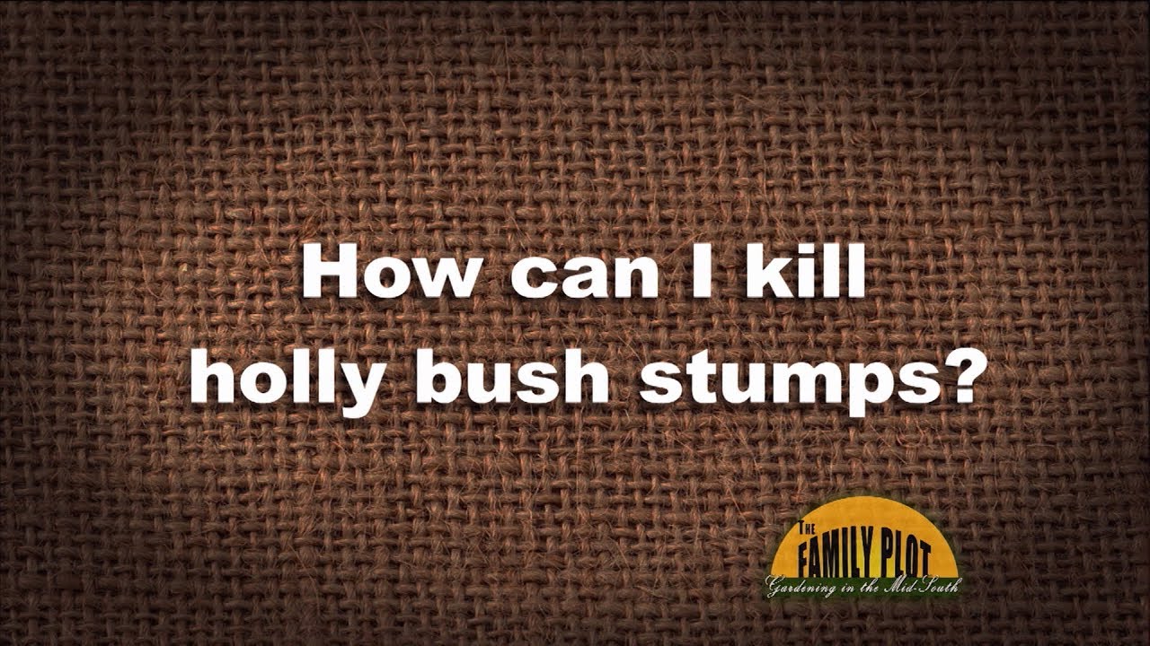 How to Get Rid of Holly Tree Stump