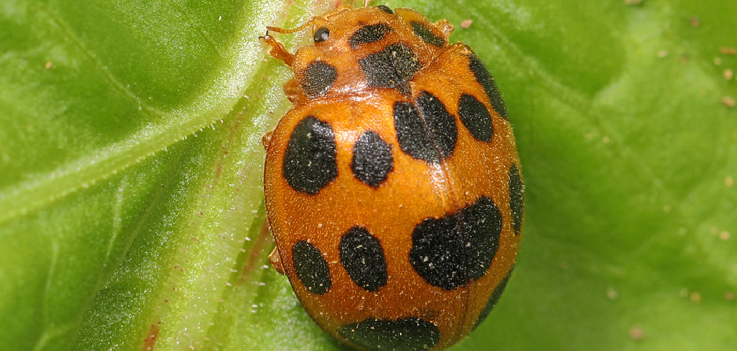 How to Get Rid of Squash Lady Beetles