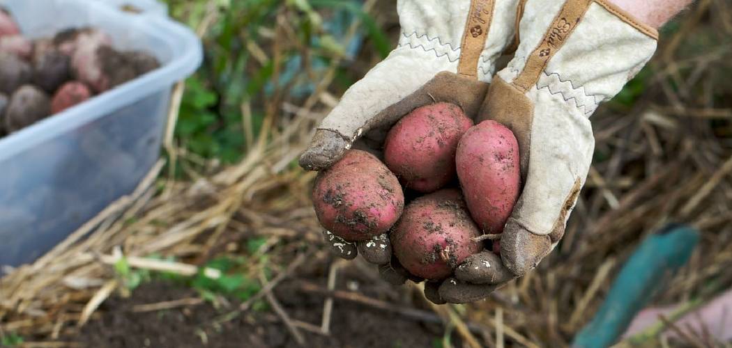 How to Plant Red Potatoes That Have Sprouted