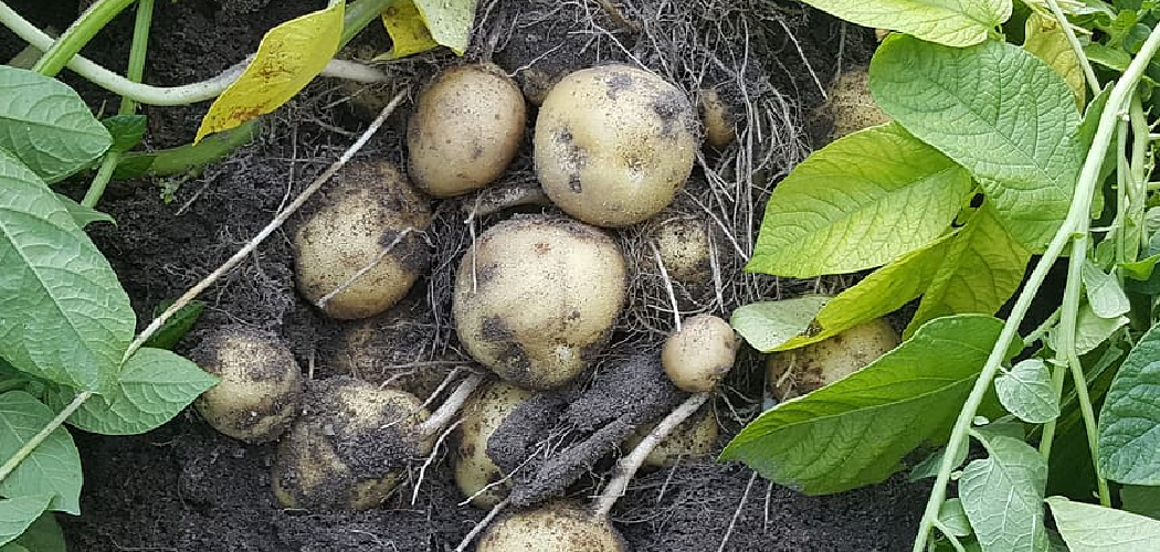 How to Plant Spudding Potatoes