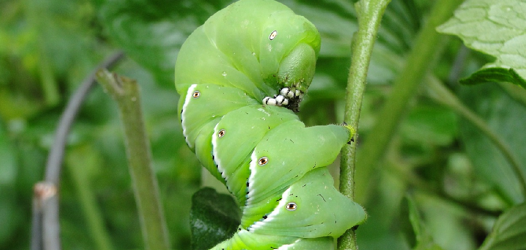 How to Prevent Hornworms from Eating Plants