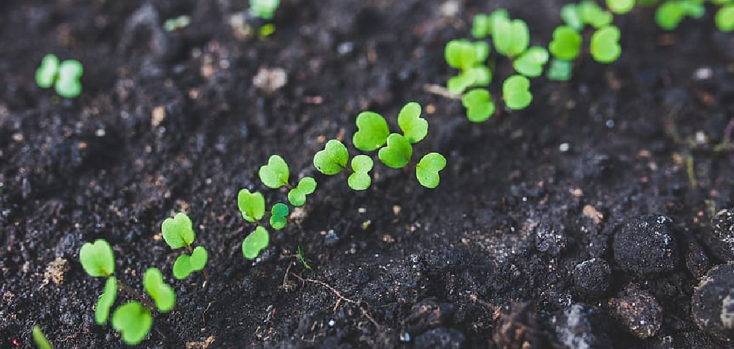 How to Sprout Arugula Seeds