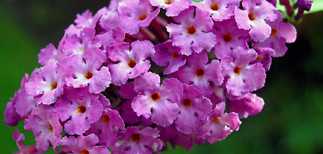 How to Start a Butterfly Bush