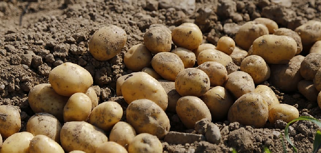 How to Store Seed Potatoes