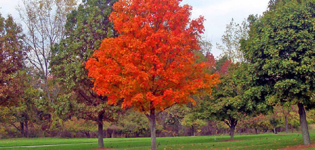 How to Transplant a Maple Tree