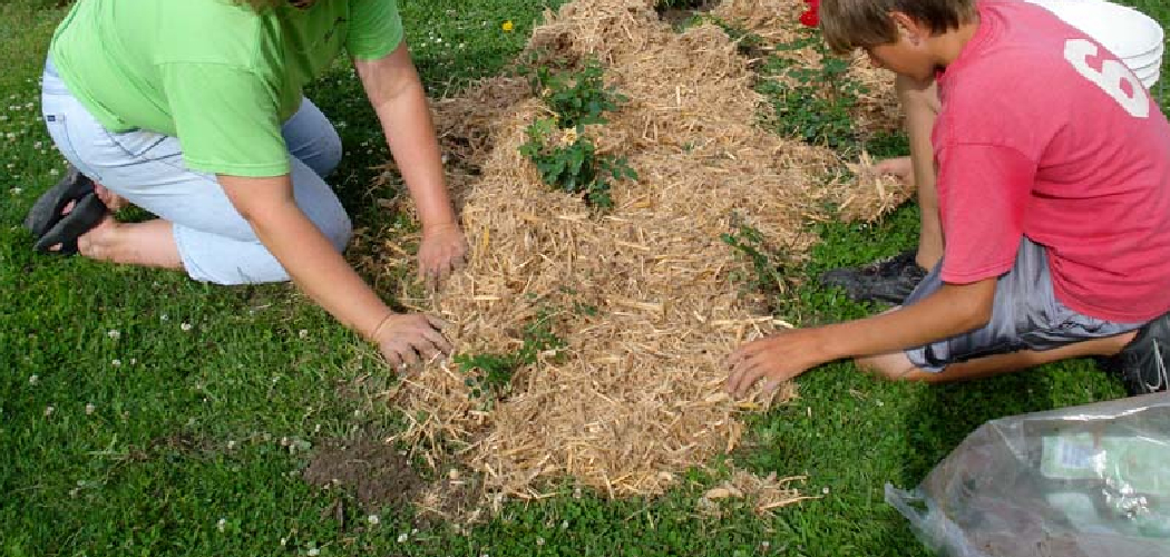 How to Use Straw to Grow Grass