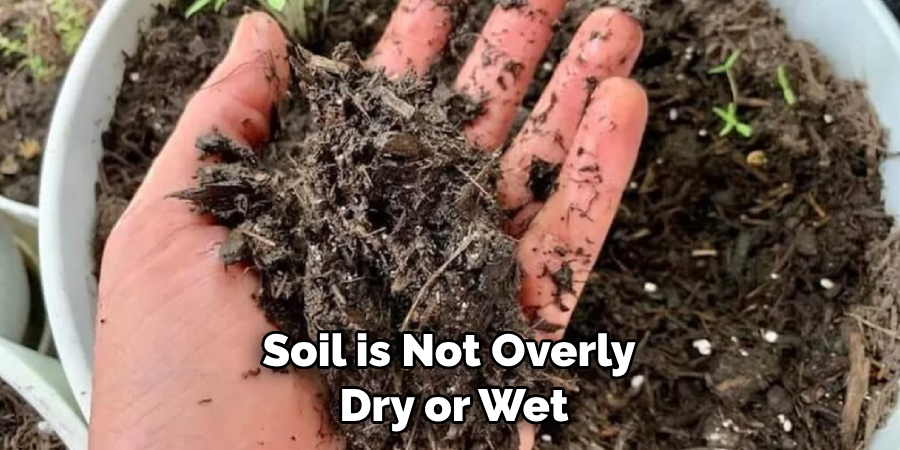 Soil is Not Overly Dry or Wet