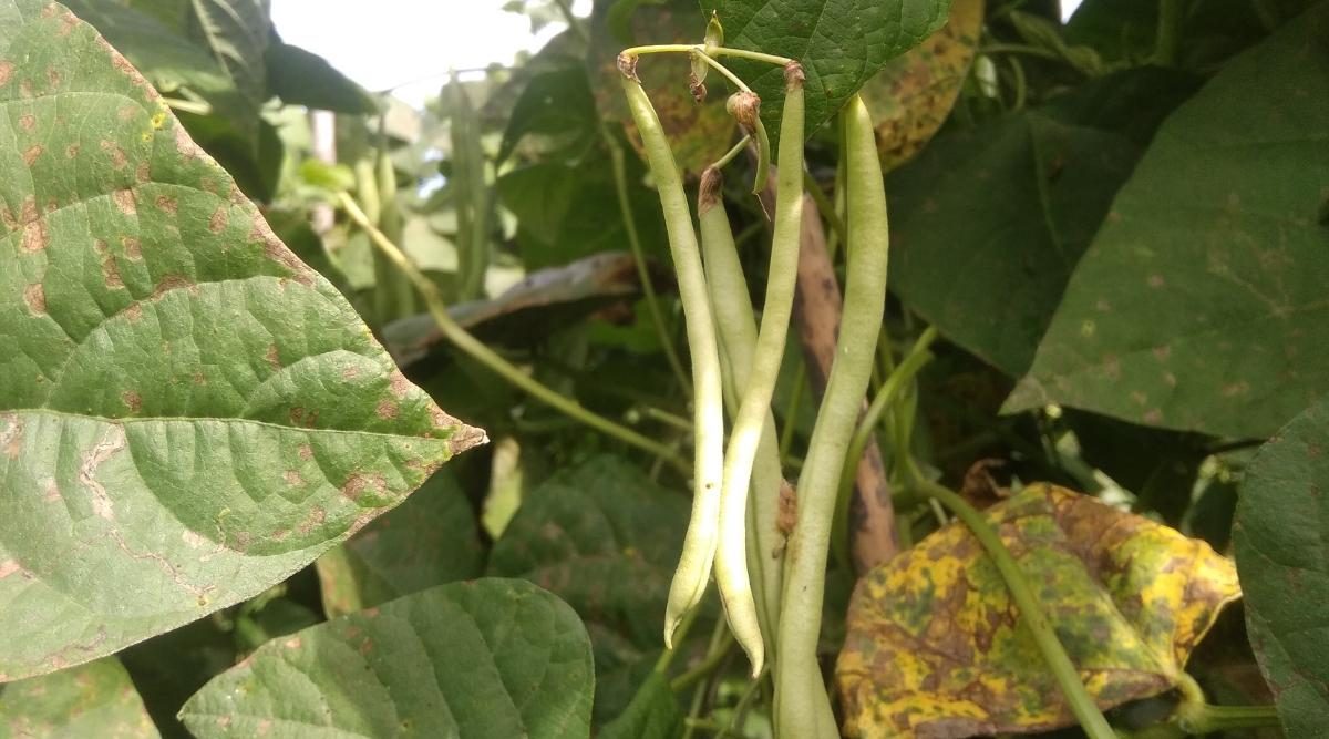 How Do You Fix Yellow Leaves on Beans