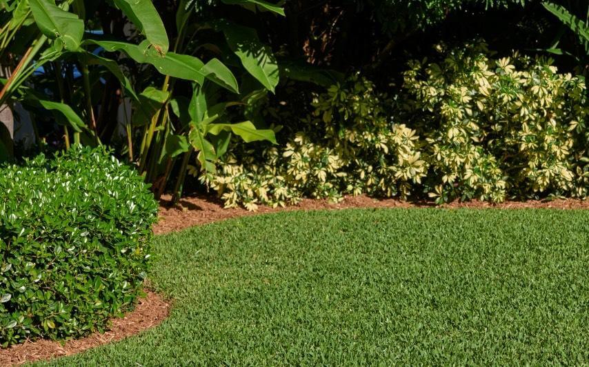 How to Aerate St Augustine Grass