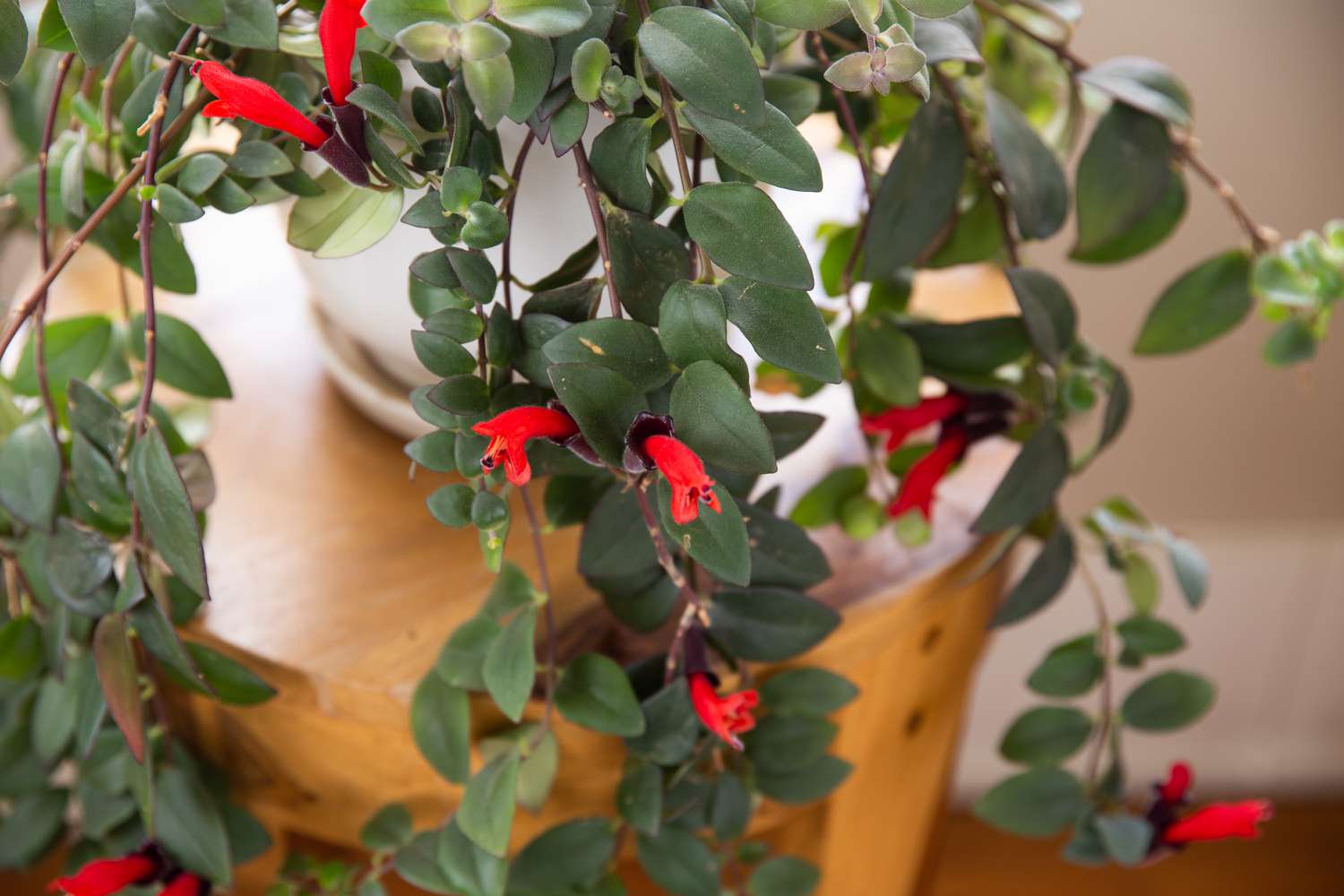 How to Care for a Lipstick Plant