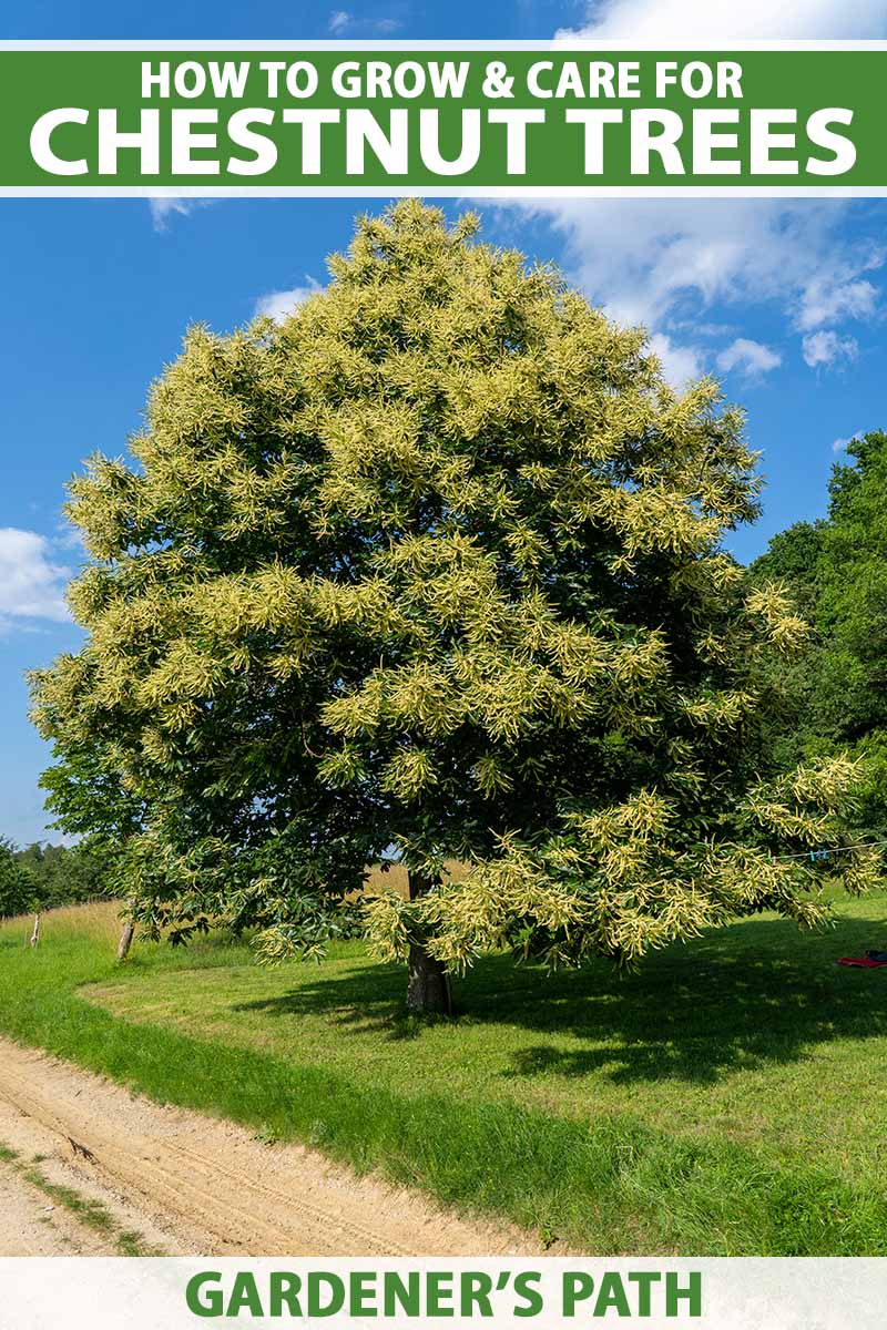 How to Care for Chestnut Trees