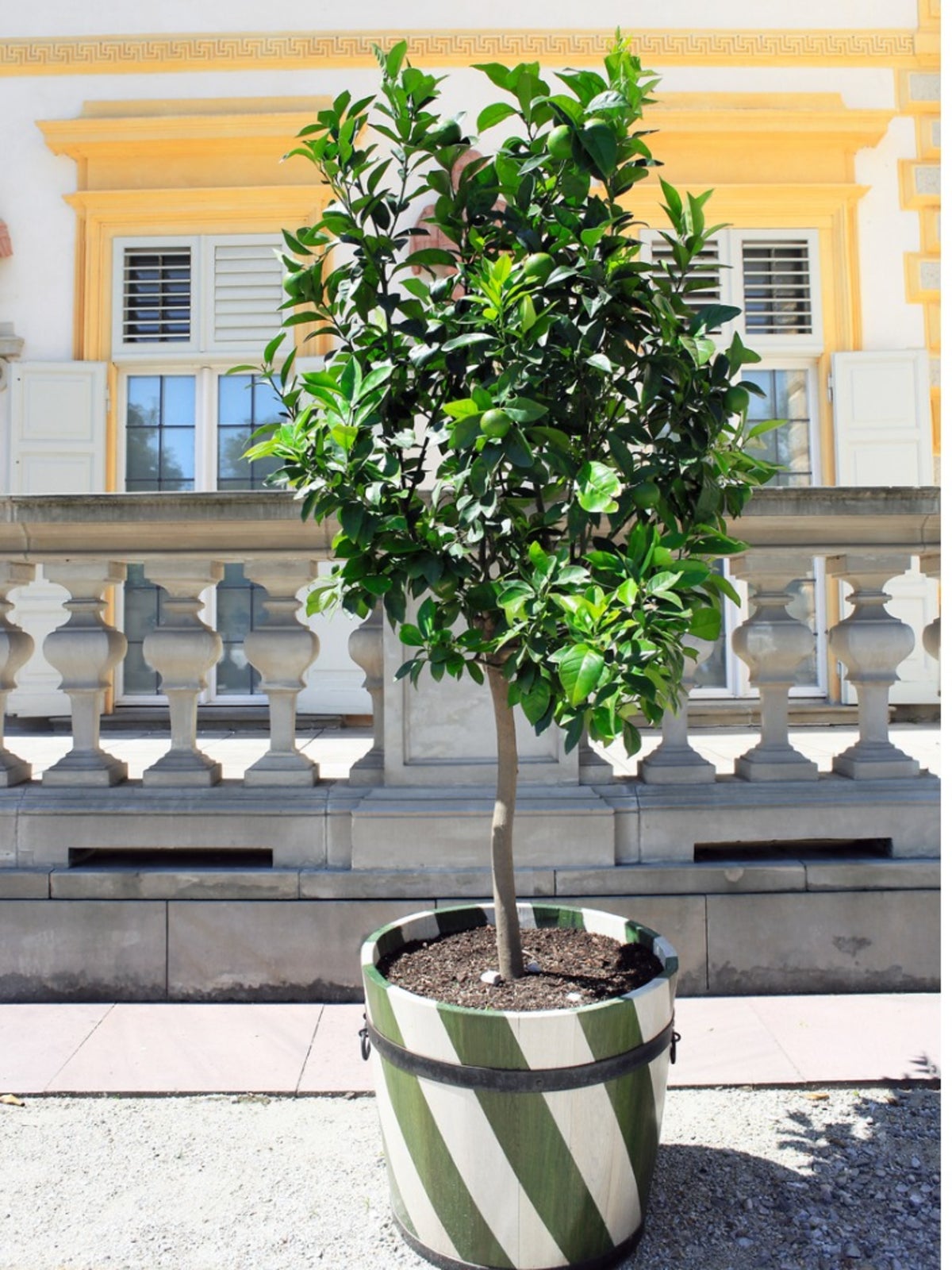 How to Care for Citrus Trees in Pots