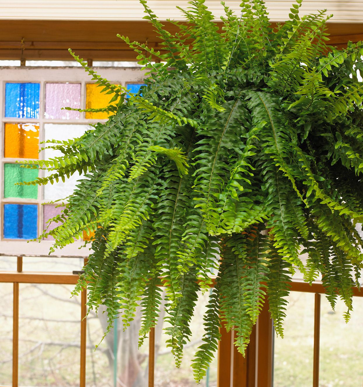 How to Care for Hanging Ferns