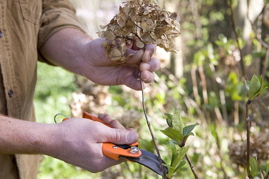 How to Care for Hydrangeas in the Spring