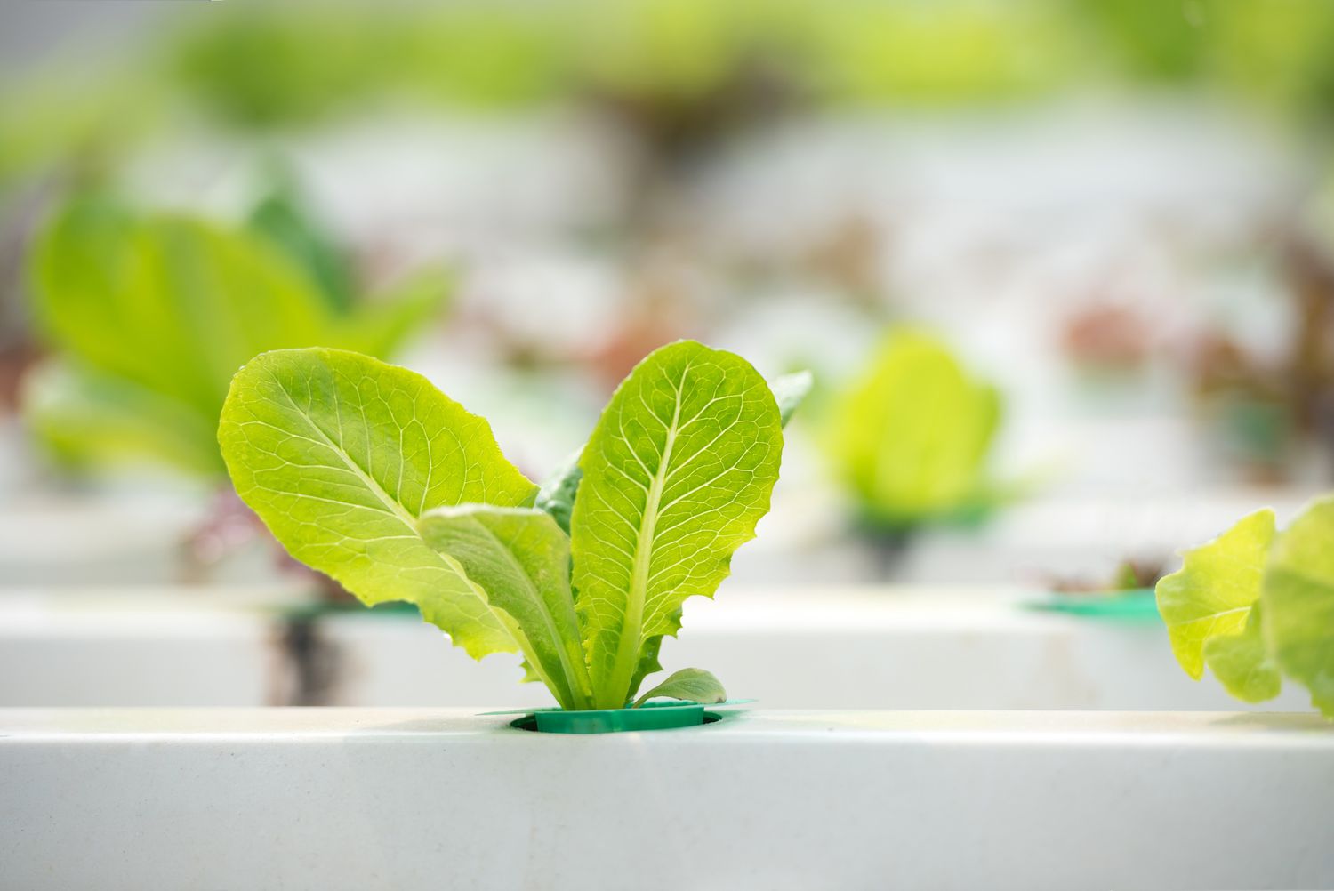 How to Care for Hydroponic Plants