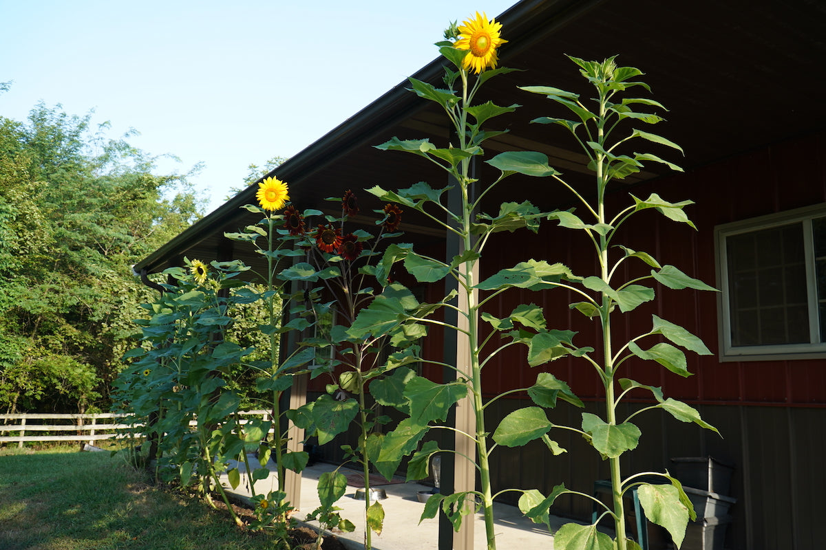 How to Care for Mammoth Sunflowers