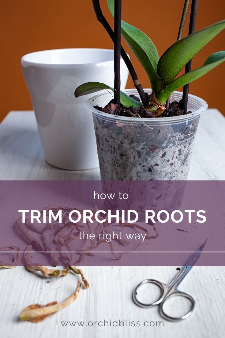 How to Clean Orchid Roots