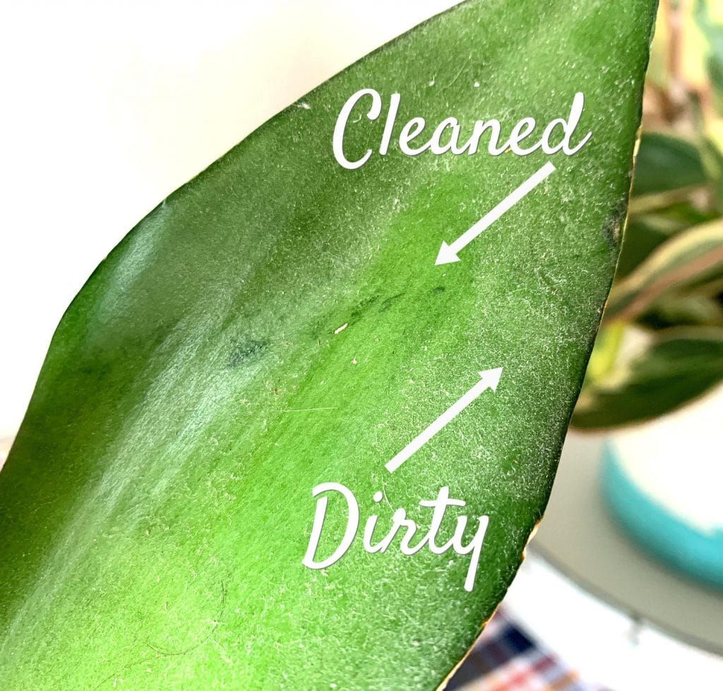 How to Clean Snake Plant Leaves