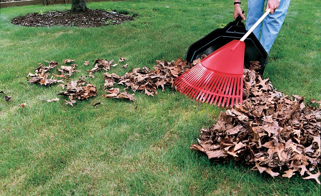 How to Clean Up My Backyard