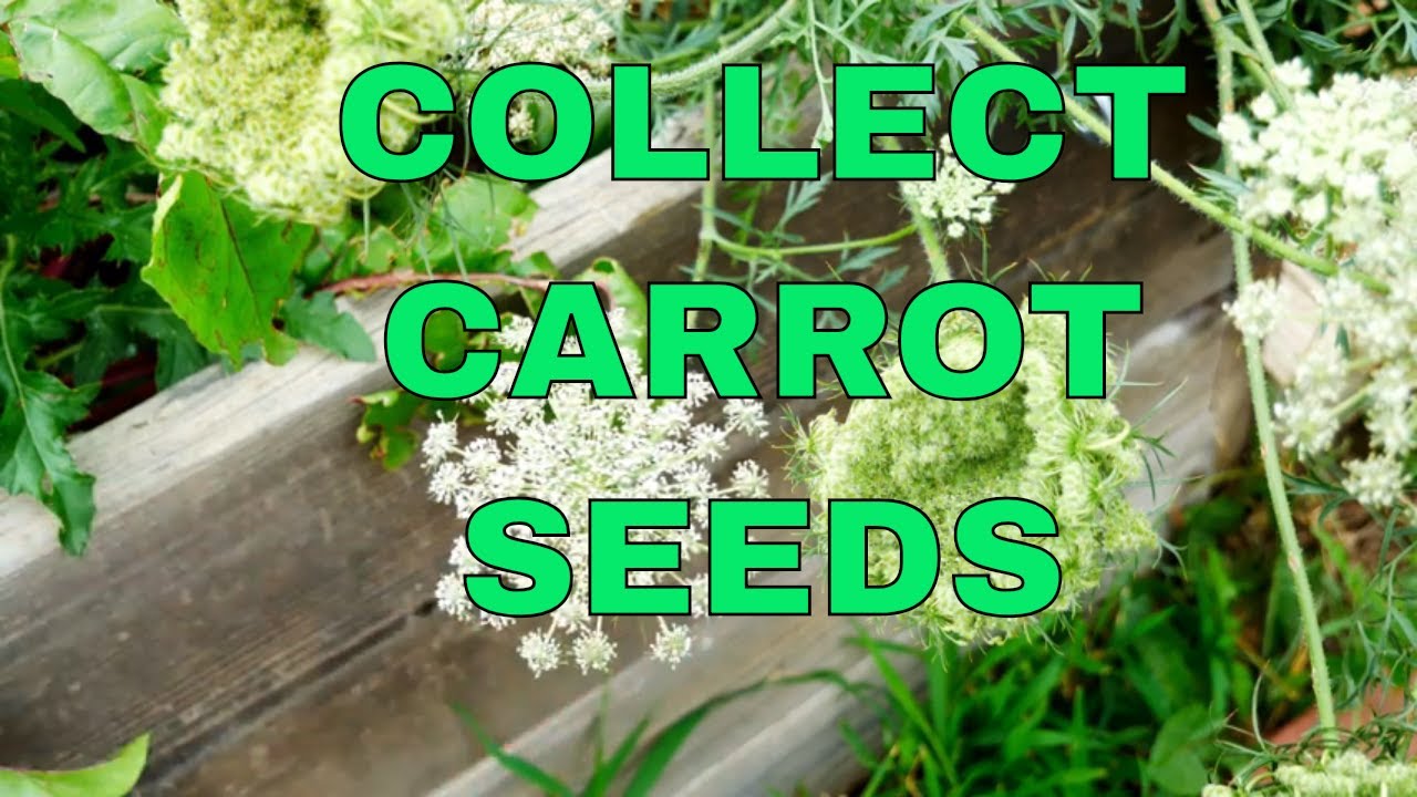 How to Collect Carrots Seeds