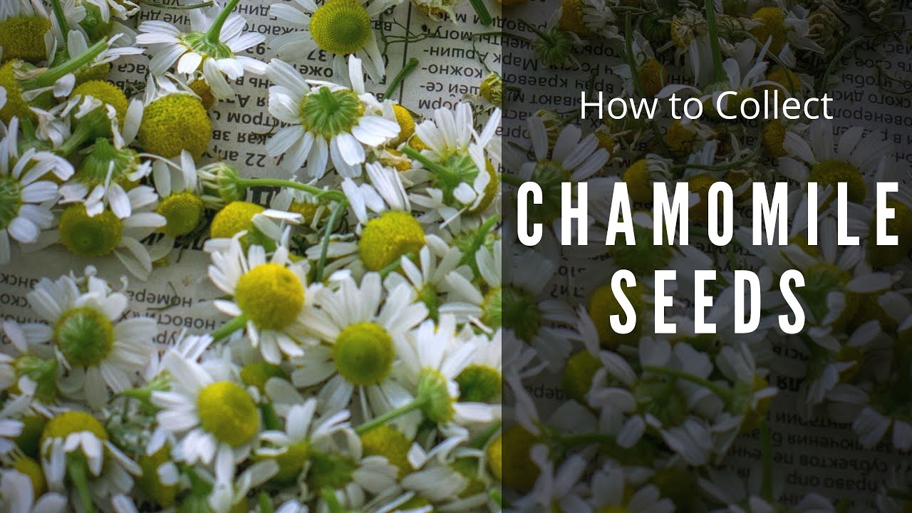 How to Collect Chamomile Seeds to Plant